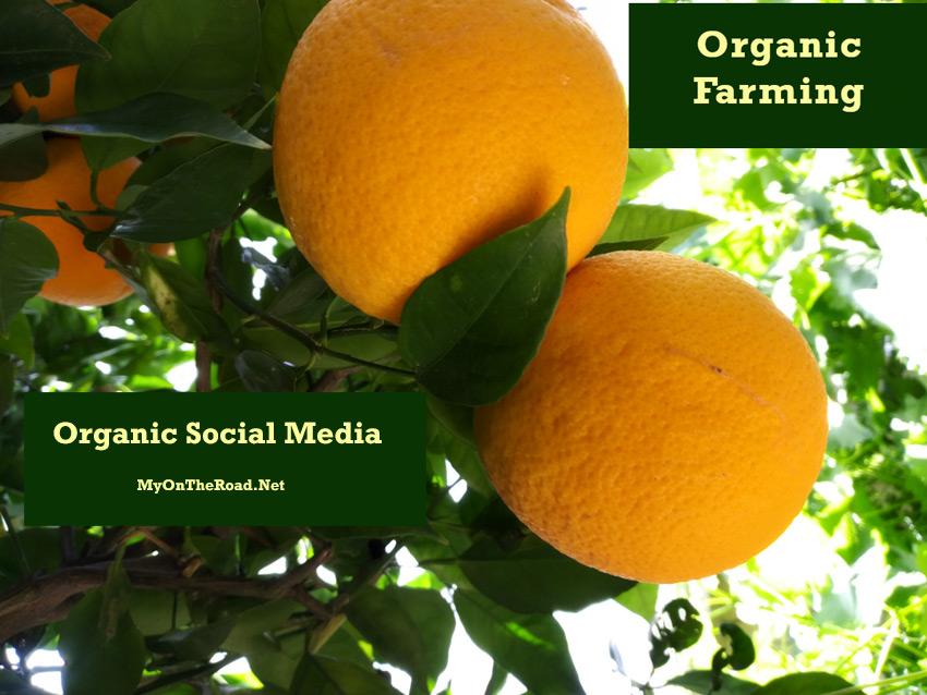 Organic Social Media graphic