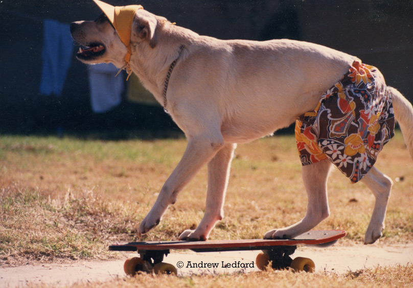 Labrador Retriever Dog Riding Skateboard