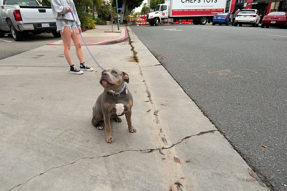 Cute Dog While Talking With small businesses in Downtown Fullerton